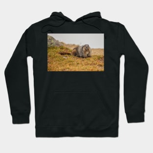 Hoary Marmot Hoodie